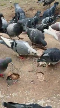 Sabah ışığında dökülen tahılları yiyen yoğun güvercin sürüsü, çatlamış avlu betonunda sakin bir toplumsal beslenme ritüeli.