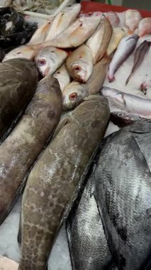 Taze gümüşi balıklar buz balıkçısı gösterisinde hake ve croaker, parlak pullar, soğutulmuş tezgah, toptan tedarik havası.