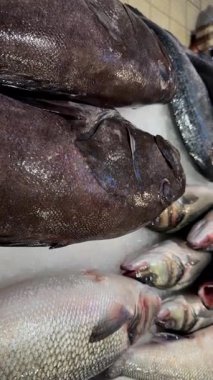 Koyu deniz balığı, gümüş pelajiklerin yanında, desenli derili buz masasında, alıcı teftişi, dondurulmuş deniz ürünleri.