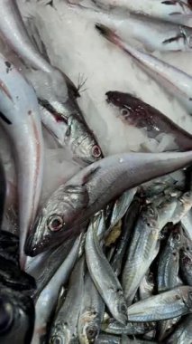 Buz çeşitliliğindeki taze karışık balıklar küçük gümüş türleri ve daha büyük düz profilleri, tedarikçi düzenlemelerini, ham mutfağı birleştiriyor.