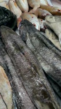 Buz ekranında roe ve karides, gümüş fileto ve pembe karides yanında sarı tepsiler, serin ışıkların altında parlayan parlak kabuklar.,