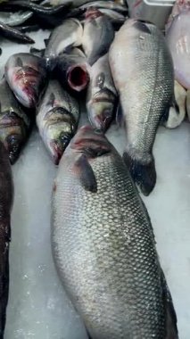 Buzdaki büyük balık çeşitleri arasında kırmızı levrek tonları ve gri levrek, uzun ince numuneler ve düz vitrin ürünleri de var.,