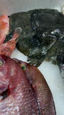 Geniş düz ve derin deniz orfozu, nemli pulları, kalın derisi, resifi ve alt türleri üst üste istiflenmiş koyu siyah gövdeler.