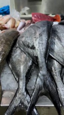 Taze uskumru ve buzda çipura, soğuk tezgahta parlak pullu gümüş balıklar, satıcı stokları, kıyı şeridi.