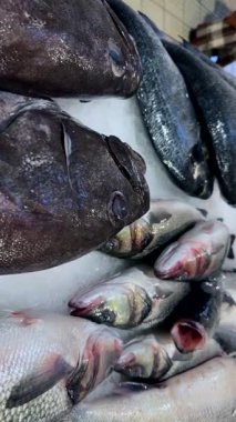 Buz pazarı hazırlık sahnesinde ahtapot, balık, satıcı hizası, desenli deniz ürünleri içeren gümüş pelajikler ve soluk kafadanbacaklılar.