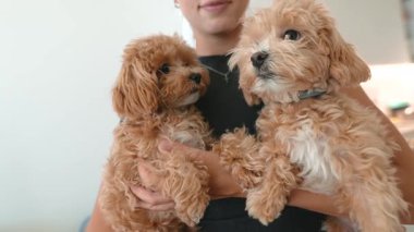 Gülümseyen bir kadın, iki yavruyu kucaklıyor, yavru köpekler gibi sevinçle selamlıyor. Sıcak bir ışıkta sokuluyor ve keşfediyor, şefkatle kucaklıyor ve hayat doluyor.