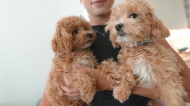 İki kayısı yavrusu kucaklaşır, sahibinin gülümsemesi, yumuşak kapalı bir ışık, sıcak yakın çekim, nazik etkileşim, samimi bir ruh hali.