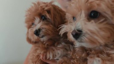 İki pofuduk kahverengi köpek yavrusu, ev sahibinin yakın portresi. Ilık iç mekan ışığında ikiz kaniş tutuyor. Yumuşak kürk detayı, nazik.