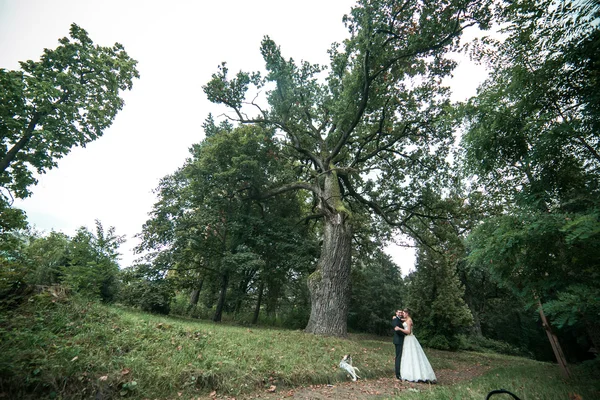 Hermosa pareja de boda posando — Foto de Stock