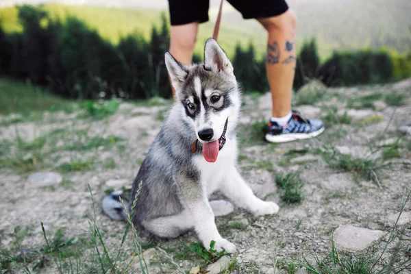 Cão perto do proprietário — Fotografia de Stock