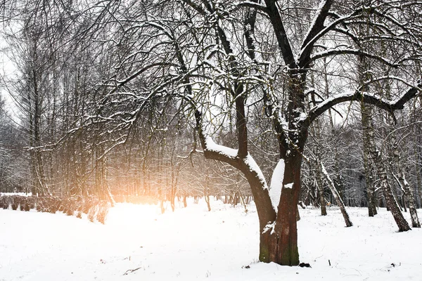 Belo pôr do sol de inverno em Cárpatos — Fotografia de Stock