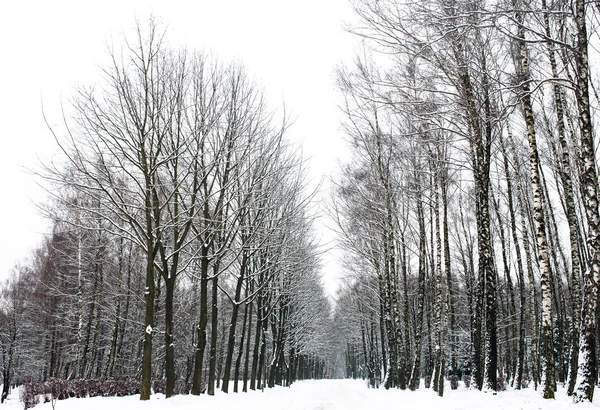 Vackra lugna vinterdag. Karpaterna. National park — Stockfoto