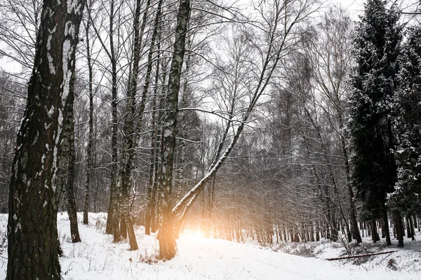 Прекрасный зимний закат. Карпаты. Национальный парк — стоковое фото