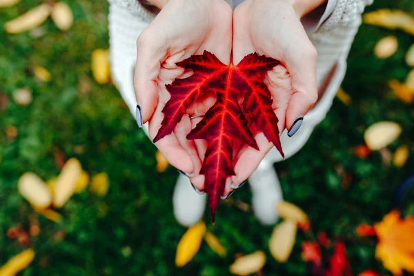 Осіннє листя в руках дівчат — стокове фото