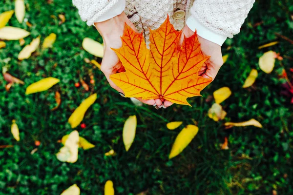 Autumn leaves in girl hands — Stock Photo, Image