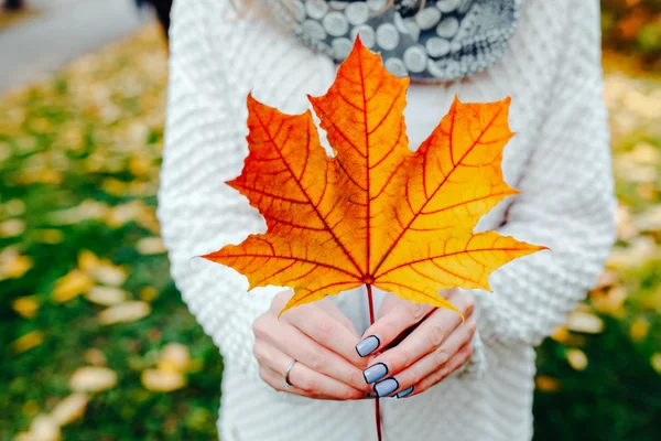 Autumn leaves in girl hands — Stock Photo, Image