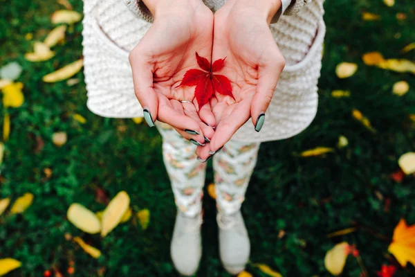 Autumn leaves in girl hands — Stock Photo, Image