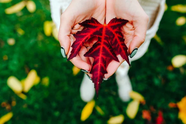 Осенние листья в женских руках — стоковое фото