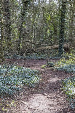 Weston Ormanı 'nda Weston-super-Mare, İngiltere' de bir orman yolu.