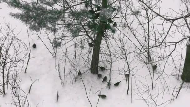 Зима Хуртовина Холодна Люди Годують Маленьких Птахів Насіння Зерно — стокове відео