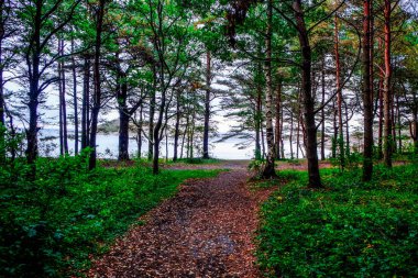 Norveç 'in güneyindeki Sanderjord ormanları