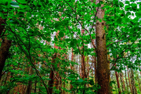 Forêts Sanderjord Norvège Sud — Photo