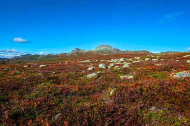 Hjartdal, Norveç 'in güneyinde muhteşem ormanlar, göller ve dağlarla dolu bir bölge.