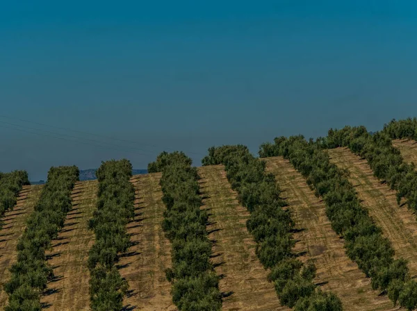 Оливковые Рощи Касорле Андалусия Испания — стоковое фото