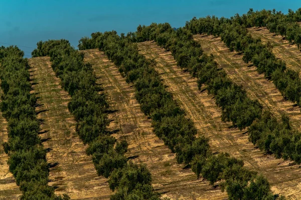 Оливковые Рощи Касорле Андалусия Испания — стоковое фото