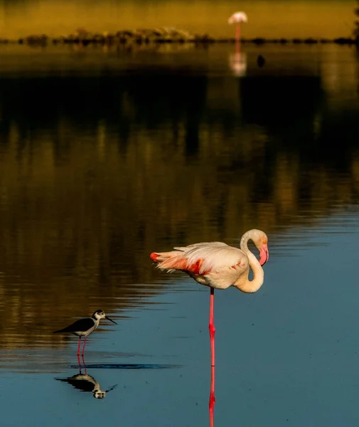 Flamingos Der Petrola Lagune Mancha Spanien Bei Sonnenaufgang — Stockfoto