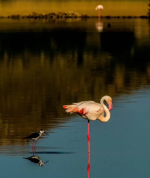 Flamants Roses Dans Lagune Petrola Mancha Espagne Lever Soleil — Photo