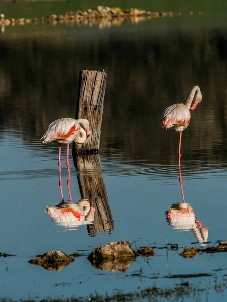 Flamingos Der Petrola Lagune Mancha Spanien Bei Sonnenaufgang — Stockfoto