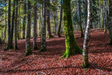 Irati Ormanı, Navarra Pireneler Dağları, İspanya, Ekim ayında muhteşem bir kayın ormanı.