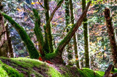 Irati Ormanı, Navarra Pireneler Dağları, İspanya, Ekim ayında muhteşem bir kayın ormanı.