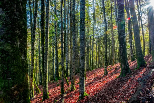 Forêt Irati Dans Les Pyrénées Navarre Espagne Une Forêt Hêtres — Photo