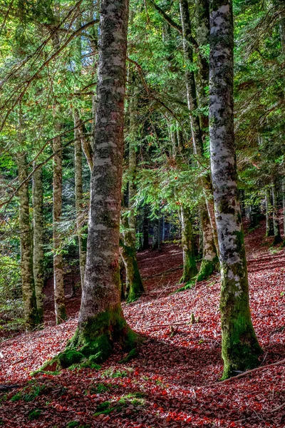 Irati Les Pyrenejských Horách Navarra Španělsku Velkolepý Bukový Les Měsíci — Stock fotografie