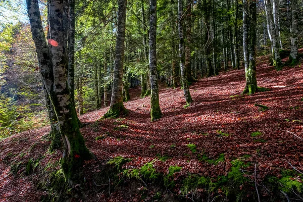 Forêt Irati Dans Les Pyrénées Navarre Espagne Une Forêt Hêtres — Photo