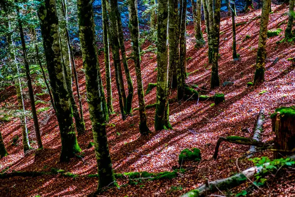 스페인 나바라의 피레네 산맥에 장관을 이루는 너도밤나무 — 스톡 사진