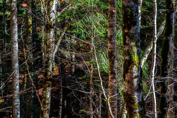 Irati Erdő Pireneusokban Navarra Spanyolországban Egy Látványos Bükkerdő Október Hónapban — Stock Fotó