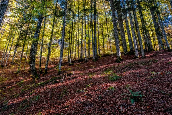 Floresta Irati Nas Montanhas Dos Pirinéus Navarra Espanha Uma Floresta — Fotografia de Stock