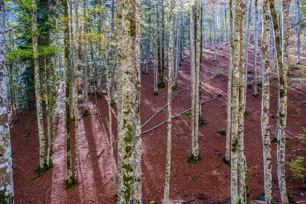 Лес Ирати Горах Пьес Наварре Испания Впечатляющий Буковый Лес Октябре — стоковое фото