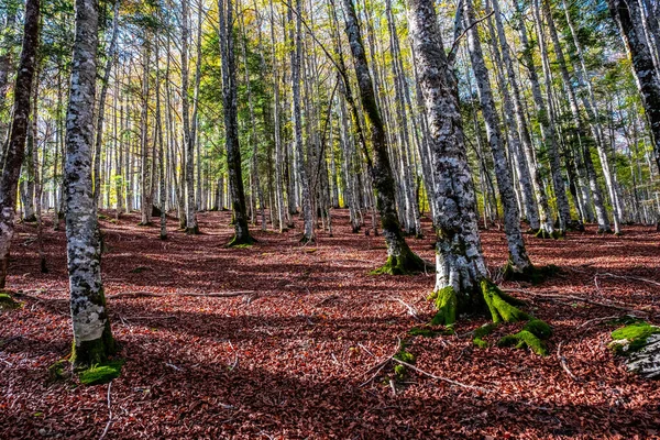 Forêt Irati Dans Les Pyrénées Navarre Espagne Une Forêt Hêtres — Photo