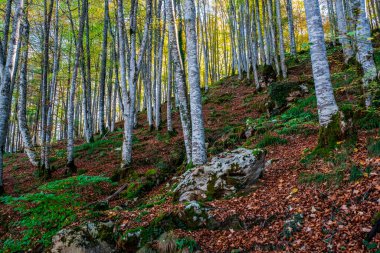 Irati Ormanı, Navarra Pireneler Dağları, İspanya, Ekim ayında muhteşem bir kayın ormanı.
