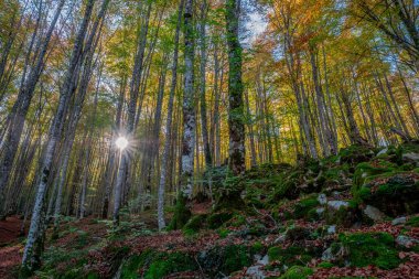 Irati Ormanı, Navarra Pireneler Dağları, İspanya, Ekim ayında muhteşem bir kayın ormanı.
