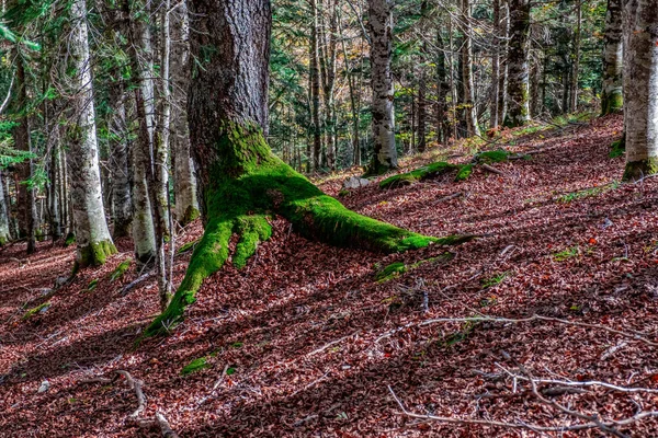 Der Irati Wald Den Pyrenäen Von Navarra Spanien Ein Spektakulärer — Stockfoto