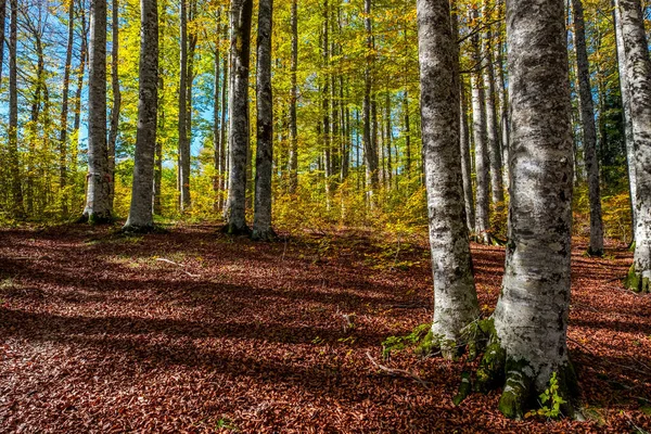 Floresta Irati Nas Montanhas Dos Pirinéus Navarra Espanha Uma Floresta — Fotografia de Stock