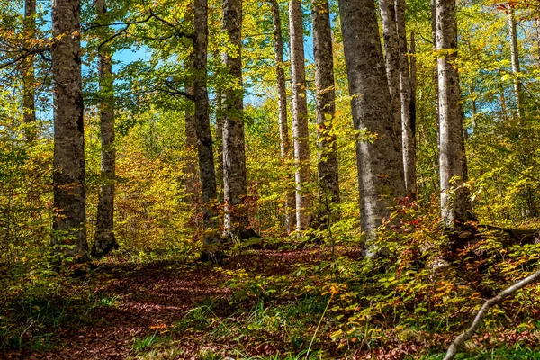 スペインのナバラのピレネー山脈にあるイラティの森 10月の壮大なブナの森 — ストック写真