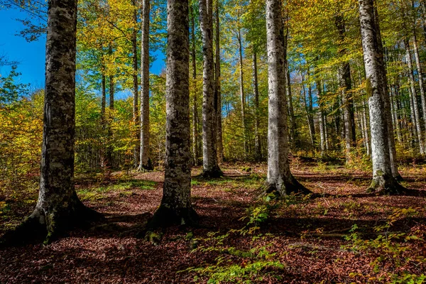Las Irati Górach Pirenejów Nawarry Hiszpanii Spektakularny Las Bukowy Październiku — Zdjęcie stockowe