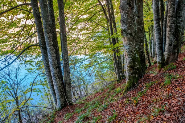 Ліс Іраті Горах Піренеїв Наваррі Іспанія Дивовижний Буковий Ліс Жовтні — стокове фото