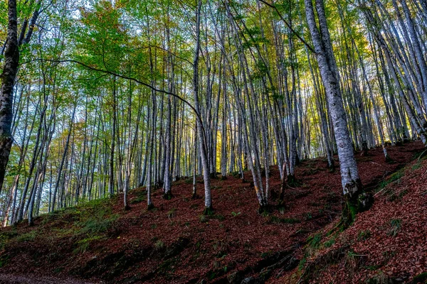 Irati Forest Pyrenees Mountains Navarra Spain Spectacular Beech Forest Month — Stock Photo, Image